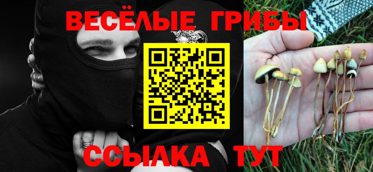 Псилоцибиновые грибы Magic Shrooms  Вход с VPN  Кизилюрт  купить наркотик  Псилоцибиновые грибы Psilocybine cubensis 